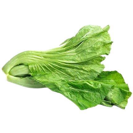 Kaichoi [Spain] (Case-8Kg)