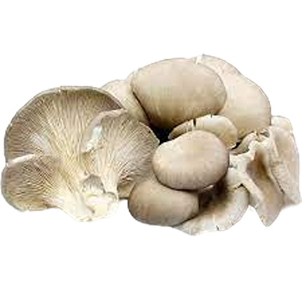 Oyster Mushroom [China] (Case 6)