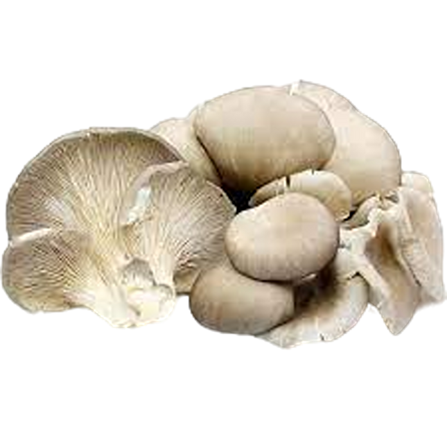 Oyster Mushroom [China] (Case 6)