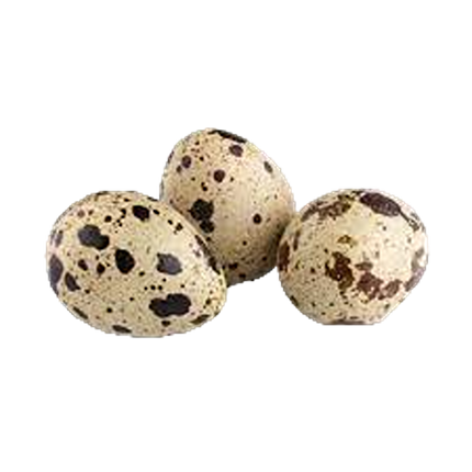 Quail Eggs (Case 24)