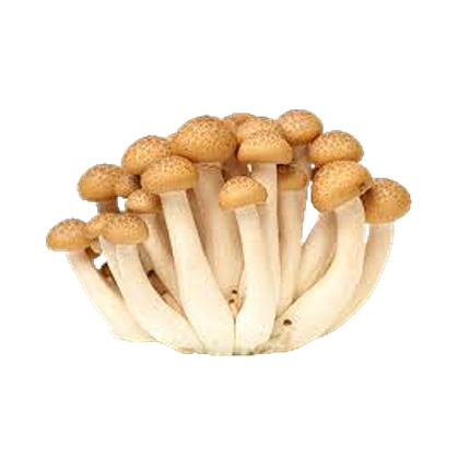 Brown Beech Mushroom [China] (Case 20)