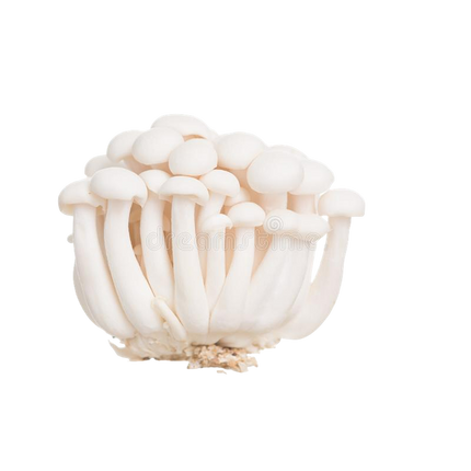 White Beech Mushroom [China] (Case 20)