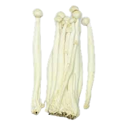 Shimeji Snow Mushroom (Case 40)