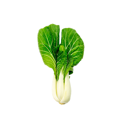 White Pak Choi [Spain] (Case-6Kg)
