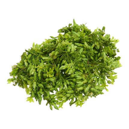 Bong Thien Ly 200G (Kg5)