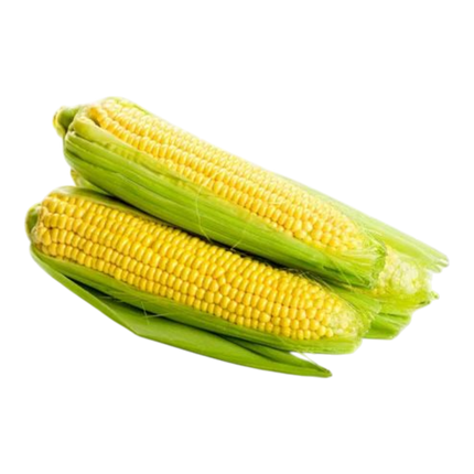 Fresh Sweet Corn (Case 30)