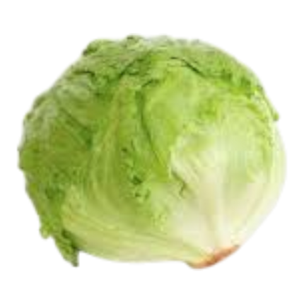 Fresh Iceberg Lettuce (Case 10)