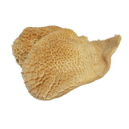 Ox Tripe/Manifold (Unit)