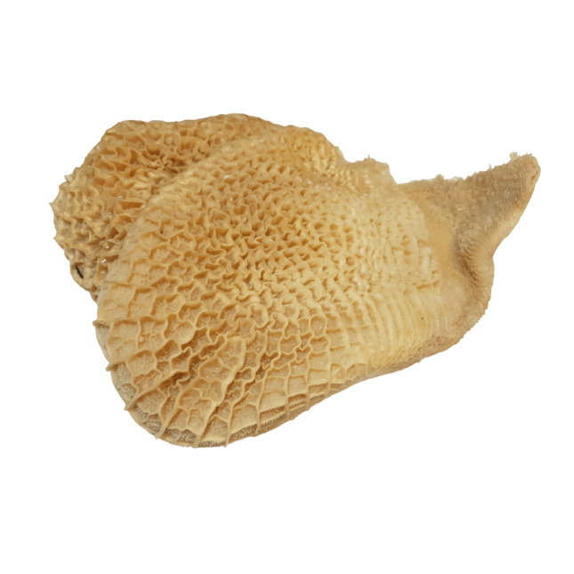 Ox Tripe/Manifold (Unit)