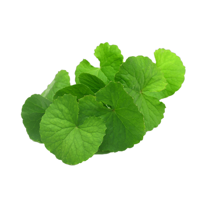 Water Pennywort (Rau Ma) 100g Kg10